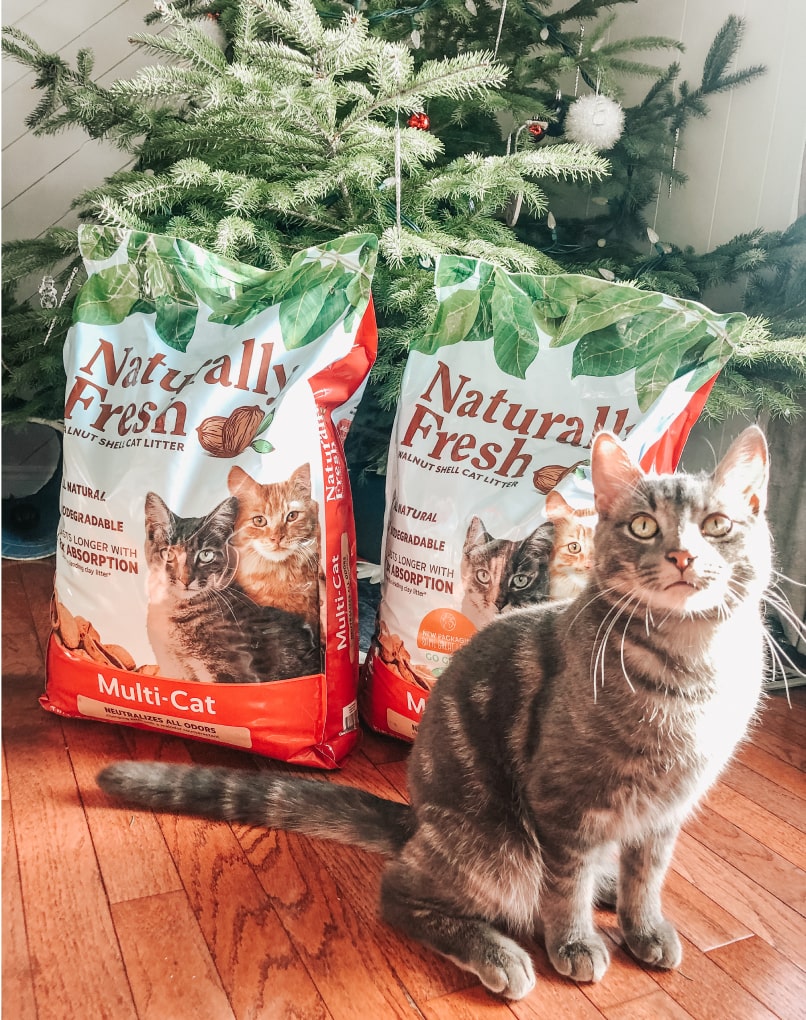 Indoor cat with Naturally Fresh bags